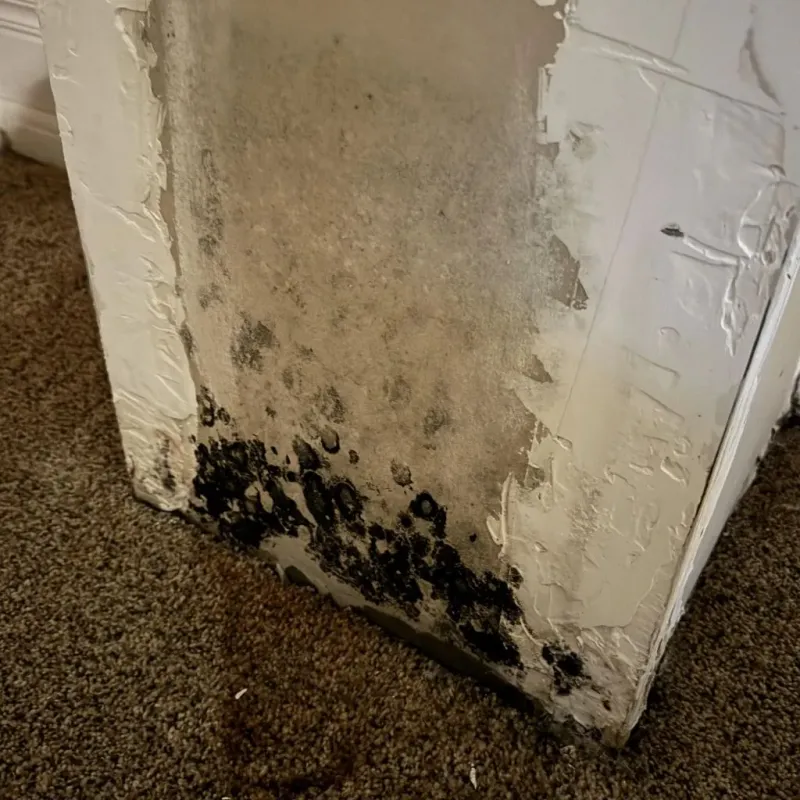 Professional Mold Removal in Mount Lebanon, PA